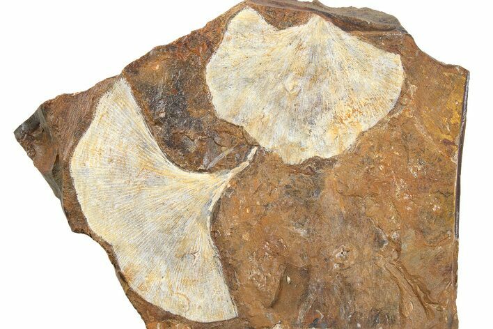 Two Fossil Ginkgo Leaves From North Dakota - Paleocene #262616